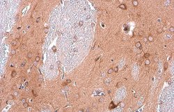 Invitrogen EEA1 Monoclonal Antibody (GT10811) 100 &mu;L; Unconjugated:Antibodies,