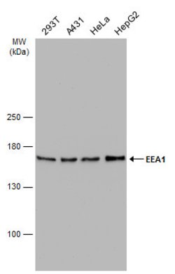 Invitrogen EEA1 Monoclonal Antibody (GT10811) 100 &mu;L; Unconjugated:Antibodies,