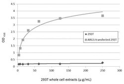 Invitrogen Arginase 1 Monoclonal Antibody (GT5811) 100 &mu;L | Buy Online | Invitrogen&trade; | Fisher Scientific