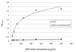 Invitrogen Arginase 1 Monoclonal Antibody (GT5811) 100 &mu;L | Buy Online | Invitrogen&trade; | Fisher Scientific