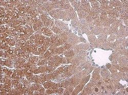 Invitrogen&trade;&nbsp;Arginase 1 Monoclonal Antibody (GT5811)
