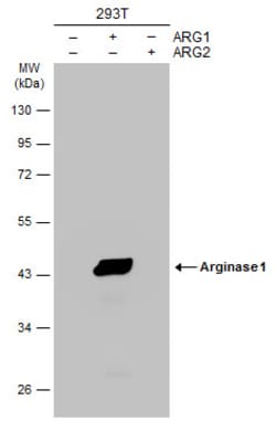 Invitrogen Arginase 1 Monoclonal Antibody (GT5811) 100 &mu;L | Buy Online | Invitrogen&trade; | Fisher Scientific