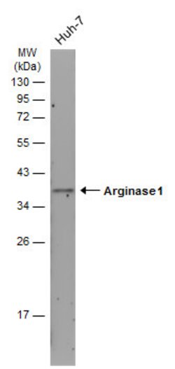 Invitrogen Arginase 1 Monoclonal Antibody (GT5811) 100 &mu;L | Buy Online | Invitrogen&trade; | Fisher Scientific