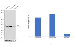 Invitrogen Arginase 1 Monoclonal Antibody (GT5811) 100 &mu;L | Buy Online | Invitrogen&trade; | Fisher Scientific