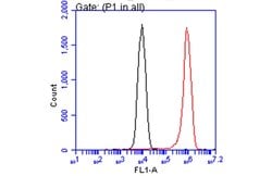 Invitrogen Arginase 1 Monoclonal Antibody (GT5811) 100 &mu;L | Buy Online | Invitrogen&trade; | Fisher Scientific