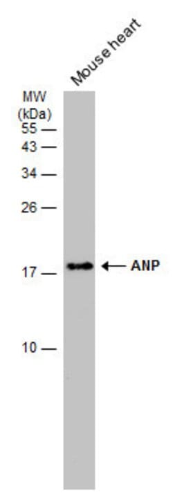 Invitrogen ANP Monoclonal Antibody (GT1068) 100 &mu;L; Unconjugated:Antibodies,