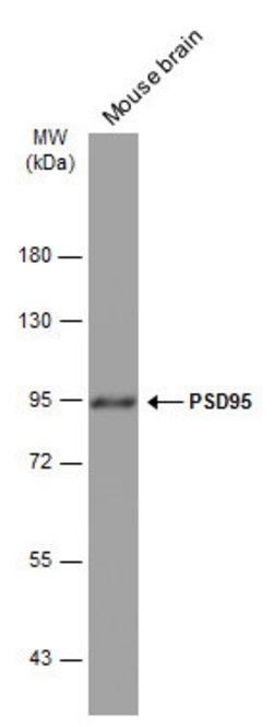 Invitrogen PSD-95 Monoclonal Antibody (GT1436) 100 &mu;L | Buy Online | Invitrogen&trade; | Fisher Scientific