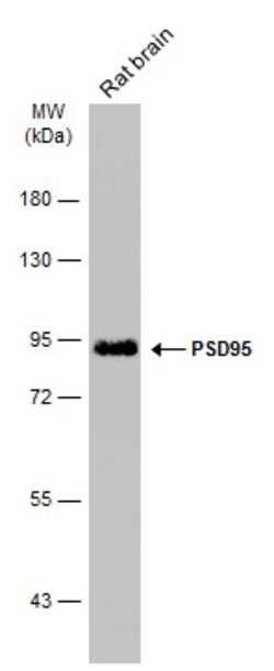Invitrogen PSD-95 Monoclonal Antibody (GT1436) 100 &mu;L | Buy Online | Invitrogen&trade; | Fisher Scientific