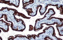 Invitrogen Cytokeratin 5 Monoclonal Antibody (GT1486) 100 &mu;L; Unconjugated:Antibodies,