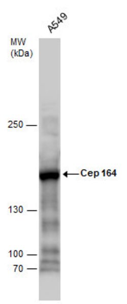 Invitrogen CEP164 Monoclonal Antibody (17) 100 &mu;L; Unconjugated:Antibodies,