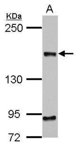 Invitrogen CEP164 Monoclonal Antibody (17) 100 &mu;L; Unconjugated:Antibodies,