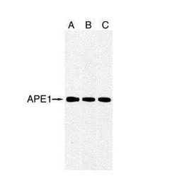 Invitrogen APE1 Monoclonal Antibody (2104) 100 &mu;L; Unconjugated:Antibodies,