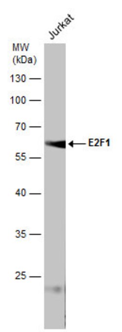 Invitrogen E2F1 Monoclonal Antibody (16G7) 100 &mu;L; Unconjugated:Antibodies,