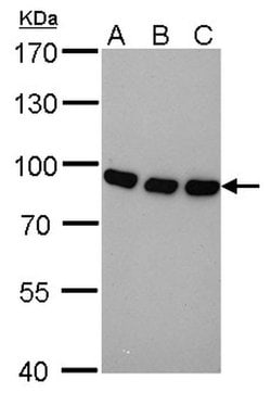 Invitrogen Nuclear Matrix Protein p84 Monoclonal Antibody (5E10), HRP 100