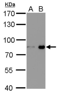 Invitrogen Nuclear Matrix Protein p84 Monoclonal Antibody (5E10), HRP 100