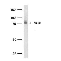 Invitrogen Ku80 Monoclonal Antibody (149.8) 100 &mu;L; Unconjugated:Antibodies,