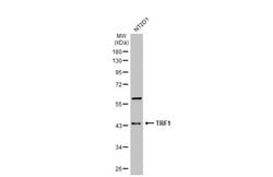 Invitrogen TRF1 Monoclonal Antibody (8A5) 100 &mu;L; Unconjugated:Antibodies,
