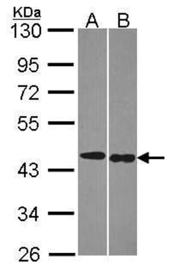 Invitrogen TRF1 Monoclonal Antibody (8A5) 100 &mu;L; Unconjugated:Antibodies,