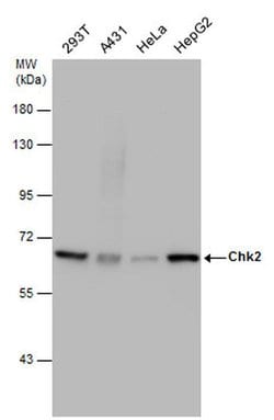 Invitrogen CHK2 Monoclonal Antibody (8F12) 100 &mu;L; Unconjugated:Antibodies,