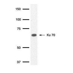 Invitrogen Ku70 Monoclonal Antibody (529) 100 &mu;L; Unconjugated:Antibodies,
