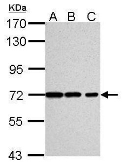 Invitrogen Ku70 Monoclonal Antibody (529) 100 &mu;L; Unconjugated:Antibodies,