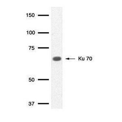 Invitrogen Ku70 Monoclonal Antibody (529) 100 &mu;L; Unconjugated:Antibodies,