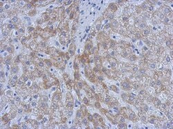 Invitrogen ATM Monoclonal Antibody (2C1) 1 mL; Unconjugated:Antibodies,