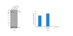 Invitrogen ATM Monoclonal Antibody (2C1) 1 mL; Unconjugated:Antibodies,