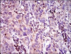 Invitrogen MRP4 Monoclonal Antibody (2D2A9) 100 &mu;L; Unconjugated:Antibodies,