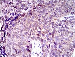 Invitrogen MRP4 Monoclonal Antibody (2D2A9) 100 &mu;L; Unconjugated:Antibodies,