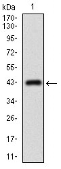 Invitrogen MRP4 Monoclonal Antibody (2D2A9) 100 &mu;L; Unconjugated:Antibodies,