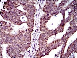 Invitrogen ABCG5 Monoclonal Antibody (1B5E10) 100 &mu;L; Unconjugated:Antibodies,