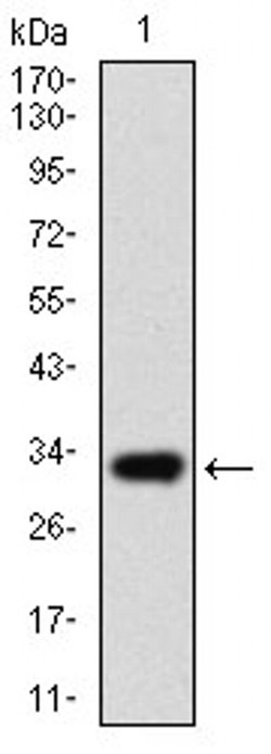 Invitrogen ABCG5 Monoclonal Antibody (1B5E10) 100 &mu;L; Unconjugated:Antibodies,