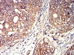 Invitrogen Arp3 Monoclonal Antibody (3G2C9) 100 &mu;L; Unconjugated:Antibodies,