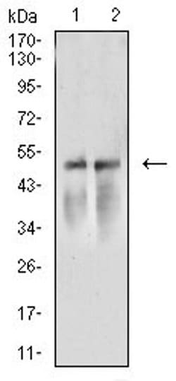 Invitrogen Arp3 Monoclonal Antibody (3G2C9) 100 &mu;L; Unconjugated:Antibodies,