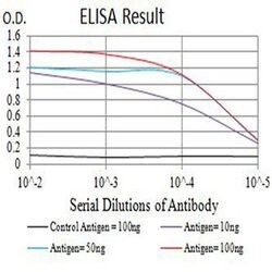 Invitrogen Arp3 Monoclonal Antibody (3G2G1) 100 &mu;L; Unconjugated:Antibodies,