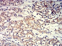 Invitrogen Arp3 Monoclonal Antibody (3G2G1) 100 &mu;L; Unconjugated:Antibodies,