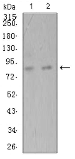 Invitrogen ADAMTS1 Monoclonal Antibody (1G5D5) 100 &mu;L; Unconjugated:Antibodies,
