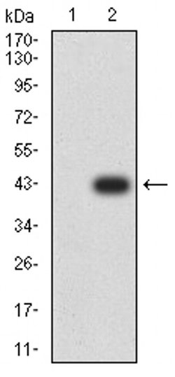 ADAMTS1 Monoclonal Antibody (1C12E6), Invitrogen 100 &mu;L; Unconjugated:Antibodies,