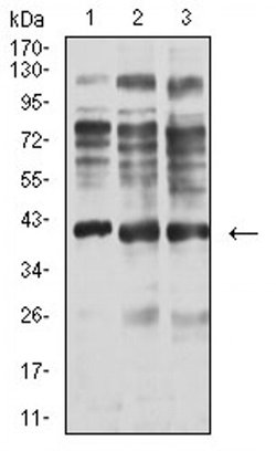 Invitrogen Centaurin alpha-1 Monoclonal Antibody (3E2D9) 100 &mu;L; Unconjugated:Antibodies,