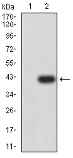 Invitrogen ADORA2A Monoclonal Antibody (6A6G11) 100 &mu;L | Buy Online | Invitrogen&trade; | Fisher Scientific