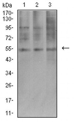 Invitrogen AEBP2 Monoclonal Antibody (2D7B6) 100 &mu;L; Unconjugated:Antibodies,