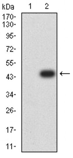 Invitrogen AEBP2 Monoclonal Antibody (2D7B6) 100 &mu;L; Unconjugated:Antibodies,