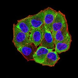 Invitrogen AEBP2 Monoclonal Antibody (3E3C10) 100 &mu;L; Unconjugated:Antibodies,