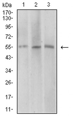 Invitrogen AEBP2 Monoclonal Antibody (3E3C10) 100 &mu;L; Unconjugated:Antibodies,