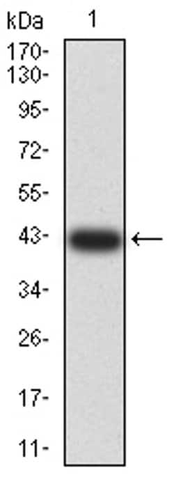 Invitrogen AEBP2 Monoclonal Antibody (3E3C10) 100 &mu;L; Unconjugated:Antibodies,