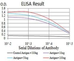 Invitrogen AFAP1L2 Monoclonal Antibody (2H6D1) 100 &mu;L; Unconjugated:Antibodies,