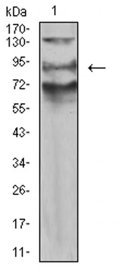 Invitrogen AFAP1L2 Monoclonal Antibody (2H6D1) 100 &mu;L; Unconjugated:Antibodies,