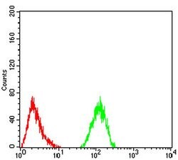 Invitrogen ALDH6A1 Monoclonal Antibody (6H9B8) 100 &mu;L; Unconjugated:Antibodies,