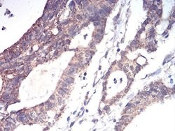 Invitrogen ALDH6A1 Monoclonal Antibody (6H9B8) 100 &mu;L; Unconjugated:Antibodies,